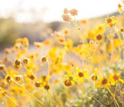 wild flowers at the country side