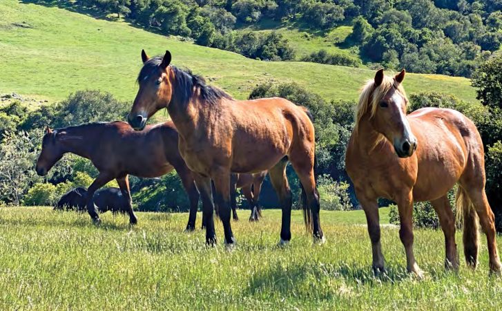 horses at Horse and Heart Ranch